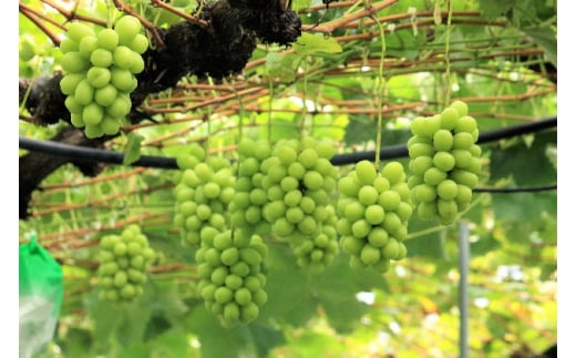 2025年産 訳ありシャインマスカット 約1.5kg（3～5房） 果物 ワケアリ フルーツ 果物類 ぶどう