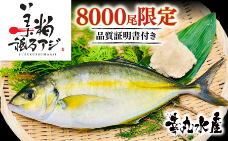 【 シマアジ 】 シマアジ美粕祇万2人前