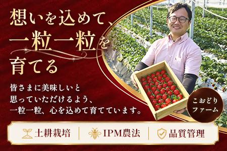 【先行予約 2027年1月中旬以降発送】旬の品種を厳選 至福の完熟いちご 約800g 化粧箱入り【配送不可地域：離島・沖縄県】【1778752】