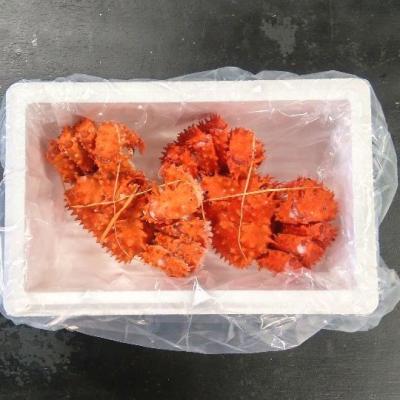 ふるさと納税 根室市 【北海道根室産】花咲ガニ300g×2尾 A-57060 |  | 01