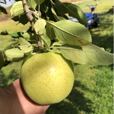 先行受付【青森市産・王林】約3kg(家庭用)