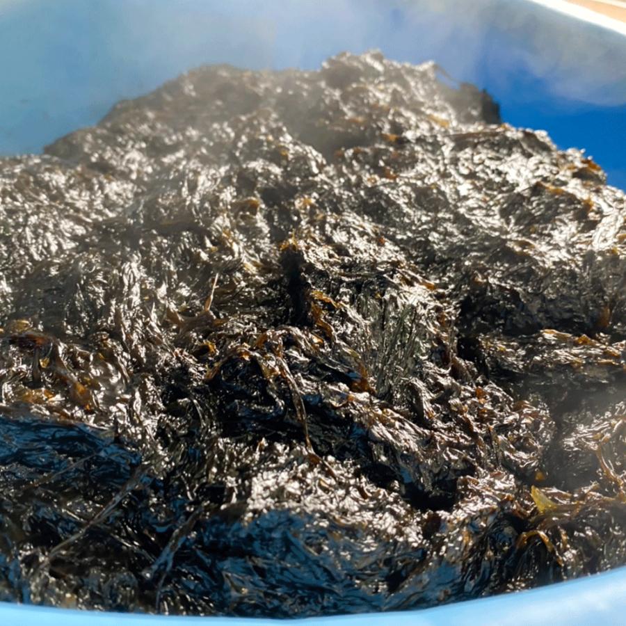 ＜岬水産＞愛知県師崎産「生海苔」500gx2袋（1kg）