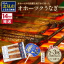 【ふるさと納税】《14営業日以内に発送》オホーツクの綺麗な地下水で育った オホーツク うなぎ 2尾 3尾 ( 蒲焼 蒲焼き 丑の日 土用丑の日 )