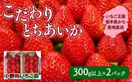 栃木県産 こだわり とちあいか【300g以上×2パック】| 家庭用 完熟 朝摘み 苺 いちご イチゴ とちあいか 果物 フルーツ 秀品 贈答 栃木県 壬生町 産地直送 ※2025年11月中旬頃より順次発送予定