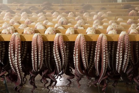 煮たこ足(約1kg×2本)　煮たこ 足 約1kg × 2本 新鮮 大たこ 海産物 海鮮 魚介類 魚貝類 ボイル 独自製法 冷凍 引き締まった やわらかい 刺身 カルパッチョ 唐揚げ 酢の物 たこ焼き 