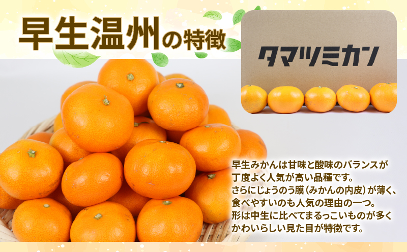 温州みかん 早生温州 家庭用 9kg 玉津柑橘倶楽部 B010-072001