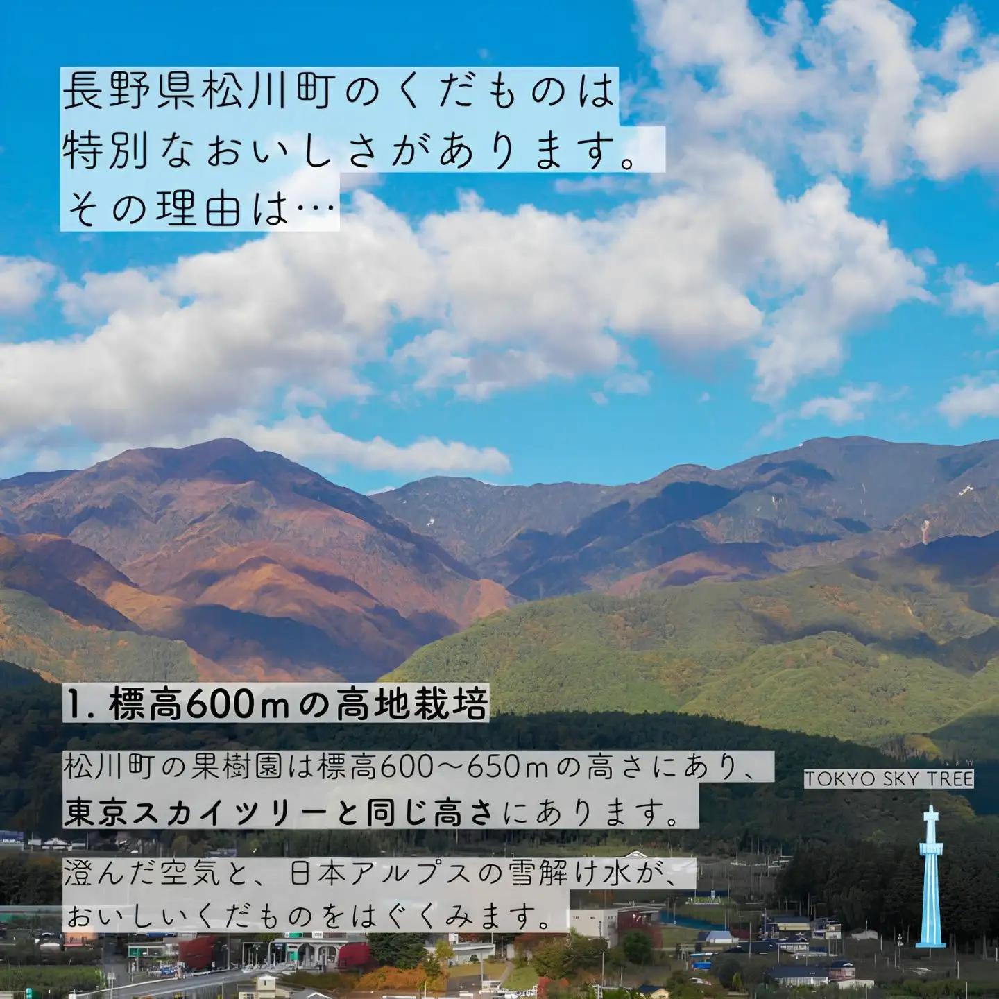 KW12　梨 にっこり 贈答 約5kg（6～9玉） 長野県松川町産 / 2026年11月上旬頃～配送予定//長野県 南信州 松川町産 梨 なし 果物 くだもの にっこり梨 人気 和梨 大玉 贈答