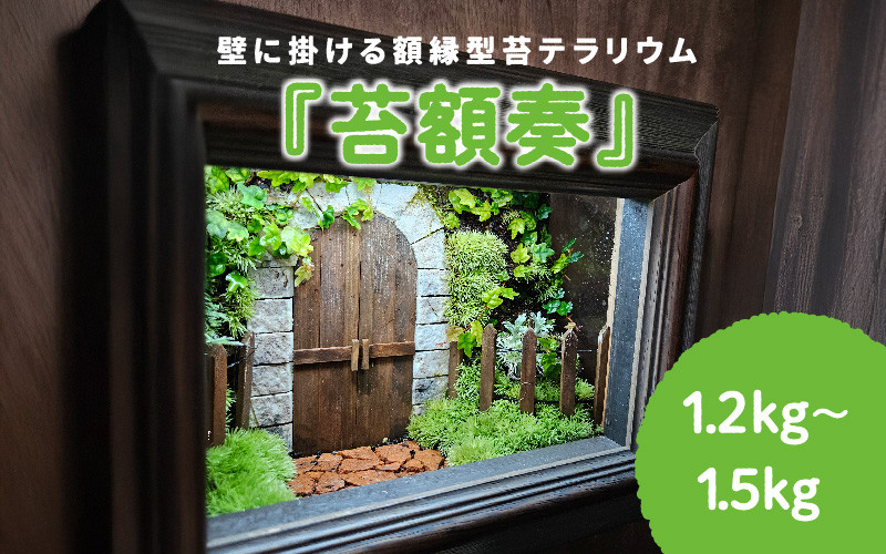 
            壁に掛ける額縁型苔テラリウム『苔額奏』
          