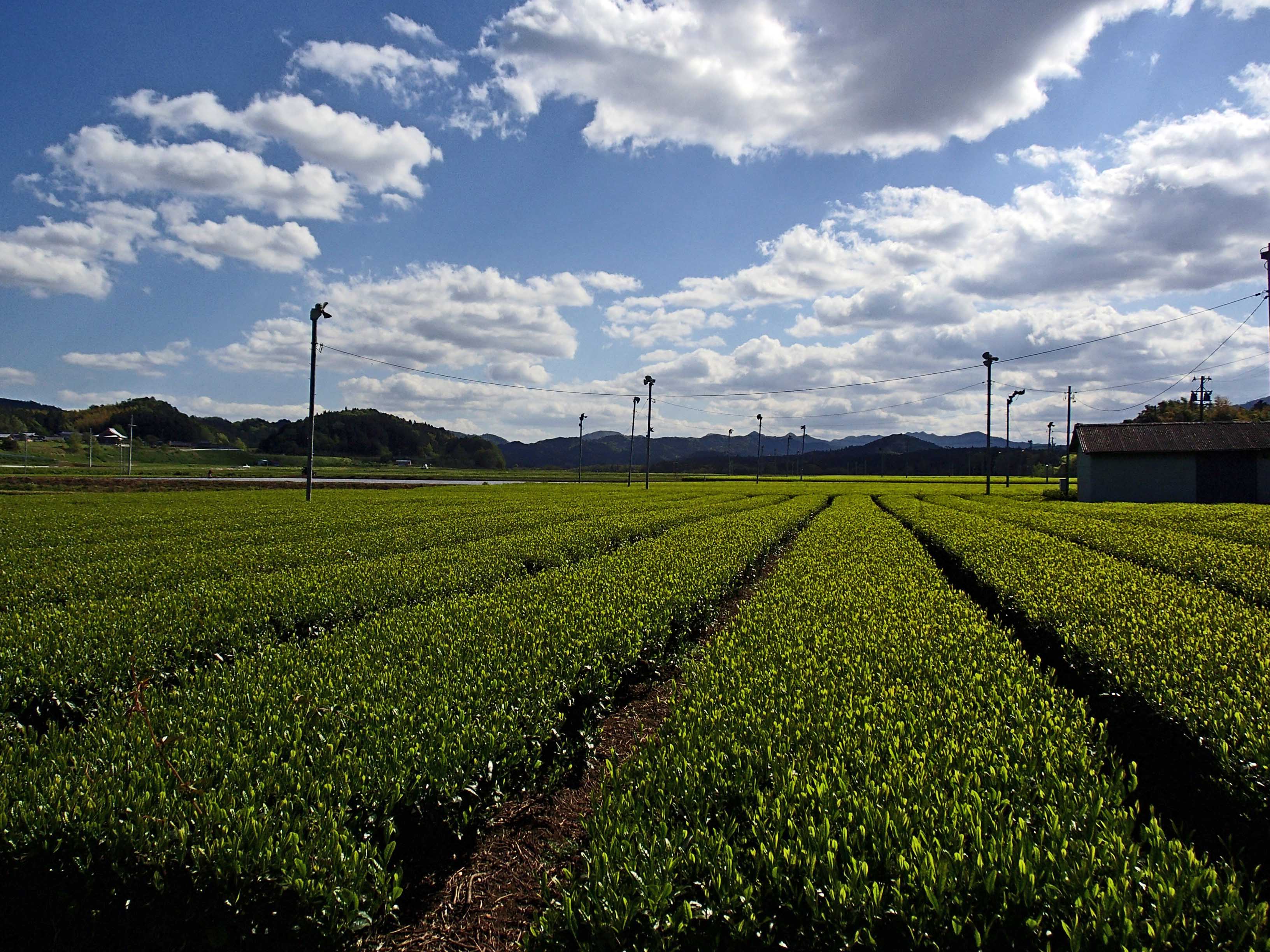 【高島屋選定品】<川原製茶>天皇杯受賞産地2025年一番茶　5袋セット TSY-04-04
