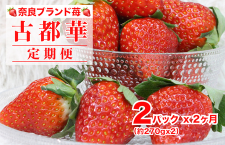 【2026年発送先行予約】【２ヶ月 定期便】苺 古都華(ことか) 奈良県ブランドいちご 約270g x 2パック 計540g かたおかの苺 イチゴ 2L以上 いちご 苺 古都華 果物 フルーツ ブランド ストロベリー