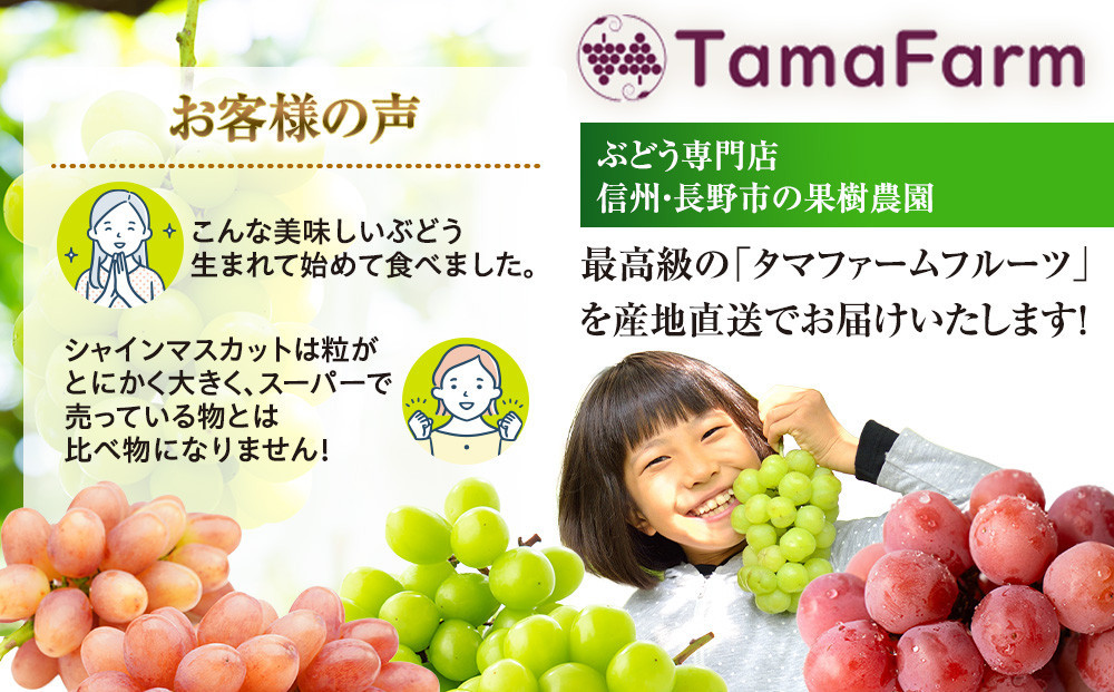 タマファーム　長野市産 ナガノパープル 粒パック ご家庭用 1.2kg（300g×4パック） | ナガノパープル ぶどう 葡萄 フルーツ 果物 家庭用 人気 おすすめ タマファーム 直送   送料無料