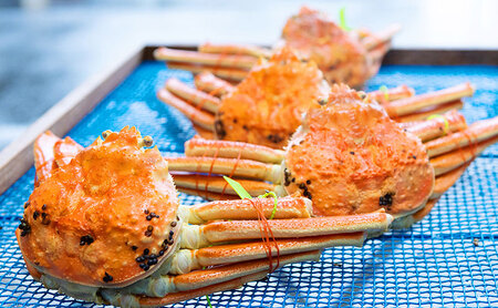 【数量限定】夫婦蟹 甲羅盛セット 松葉蟹 ほぐし身（特々大）※活き蟹（1,100g級）とコッペがに（中サイズ3個）