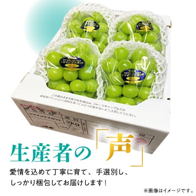 【2025年発送】訳あり!シャインマスカット約2kg!8月中旬～順次発送【人気の岡山産ぶどう】【配送不可地域：離島】