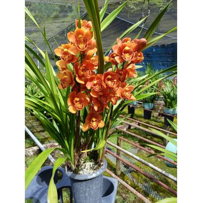 ふるさと納税 越知町 洋らん シンビジューム 「マジョリカ」 2本立