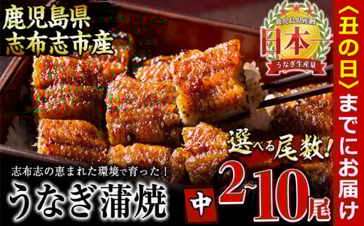 
            【7/7までの入金で丑の日までにお届け】【尾数が選べる！】鹿児島県産 うなぎの大楠＜中＞2尾～10尾 うなぎ 鰻 ウナギ 国産 鹿児島県産 九州産 蒲焼き 冷凍 うな重 ひつまぶし
          