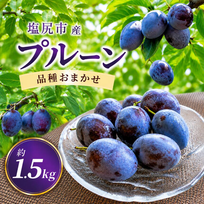 【ふるさと納税】塩尻市産プルーン【約1.5kg】【品種おまかせ】【8月末頃～10月下旬にかけて順次発送予定】 ｜ 果物 くだもの プルーン アーリーリバー オパール サマーキュート サンタス くらしま早生 くらしまプルーン ベイラー サンプルーン 長野県 塩尻市