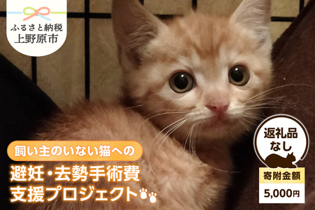 飼い主のいない猫への避妊・去勢手術費支援プロジェクト【返礼品なし】（寄附金額：5,000円）