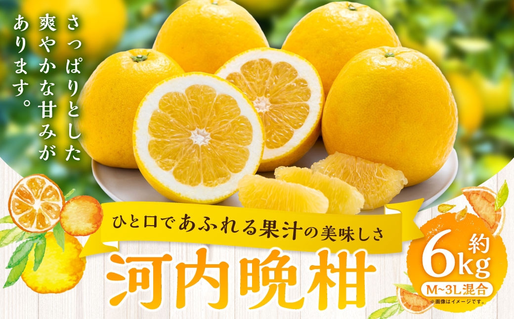 
                  【 ひと口であふれる果汁の美味しさ 】 河内晩柑 約6kg みかん ミカン 柑橘 柑橘系 柑橘類 くだもの 果物 フルーツ 果実 果汁 果肉 国産 愛媛県産 【 2027年3月下旬～7月上旬 】 ( 1089 )
                