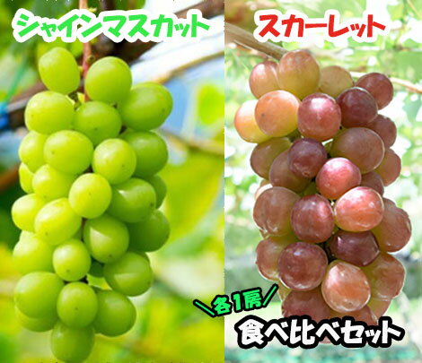 【ふるさと納税】【2026年発送分】赤のスカーレット＆緑のシャインマスカットの食べ比べセット（各1房）　シャイン マスカット ぶどう ブドウ 葡萄 山梨 やまなし フルーツ 果物 新品種 スカーレット 赤ぶどう 食べ比べ セット
