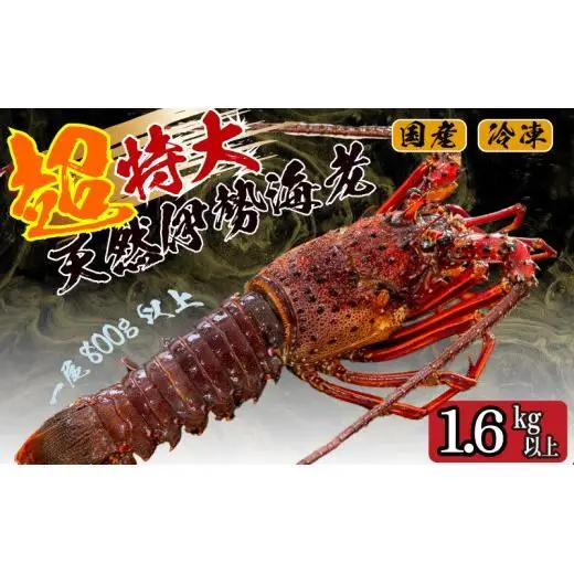 【伊勢海老】 超特大伊勢海老 2匹