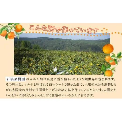 【期間限定】さがみかん (5代目みかん) 4.5kg【温州みかん 甘い 濃厚 ジューシー コク 完熟 熟成みかん 蔵出し 蔵入り 柑橘 密柑 ギフト 果物 フルーツ 佐賀県産 佐賀県 大和 太良 石橋