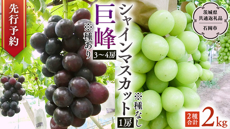 【 2025年9月上旬発送開始 】 シャインマスカット＆巨峰セット 合計 約2kg (茨城県共通返礼品 石岡市） 開田ぶどう園 産地直送 フルーツ 甘い 直送 茨城 限定 ギフト ぶどう シャインマスカット 果物 [DO007sa]