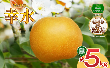 【先行予約】幸水 5kg | 【栃木県共通返礼品】 大 人気  レビュー リピート 梨 幸水 果物 フルーツ デザート スイーツ たっぷり 果汁 果肉 ジューシー 甘い 高糖度 柔らかな シャキシャキ 果肉 旬 品種 果物 くだもの   送料無料 栃木県 下野市