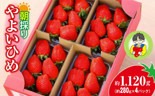 【2026年 先行予約】やよいひめ 280g × 4パック 1120g | イチゴ 苺 高品質 たっぷり 新鮮 完熟 旬 ストロベリー 高級 産地直送 果汁 甘い あまい 人気 高評価 高糖度 ごほうび プレゼント 朝採れ 贈答用 群馬県 前橋市