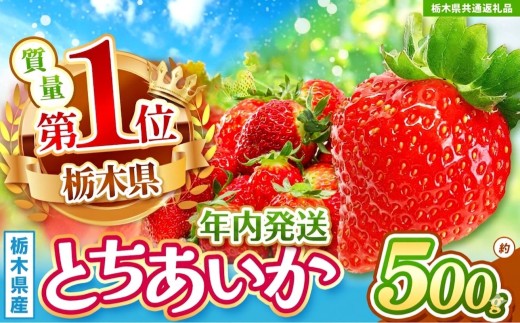 【先行予約】【栃木県共通返礼品】年内発送いちご  初摘みとちあいか 約500g｜ 果物 くだもの フルーツ 野菜 やさい ヤサイ 苺 イチゴ いちご とちあいか 新鮮 甘い 数量 限定 美味しい 果物 共通返礼品 フルーツ デザート 栃木県 那珂川町 送料無料