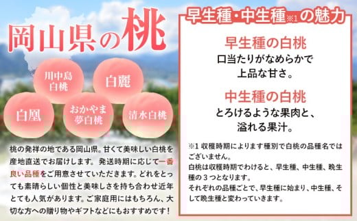 【先行予約】岡山白桃 等級 ロイヤル 約900g《7月上旬‐8月下旬頃出荷》もも モモ 岡山 国産 フルーツ 果物 岡山県 浅口市 株式会社 はちや フルーツ モモ 果物 青果 旬 白桃 国産 岡山県