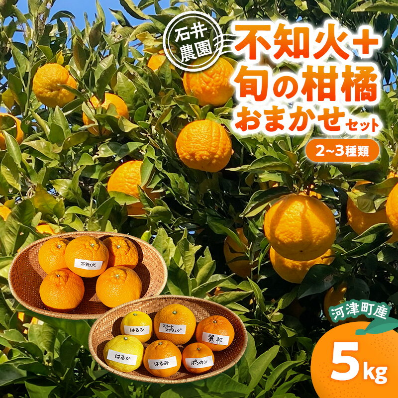 【ふるさと納税】不知火 ＋ 旬の柑橘おまかせセット 2～3種類 5kg みかん ミカン セット 旬の果物 フルーツ 果実 はるか はるひ スイートスプリング ポンカン 青島 はるみ 麗紅 不知火 河津町 静岡県　お届け：2027年2月1日～2月28日まで