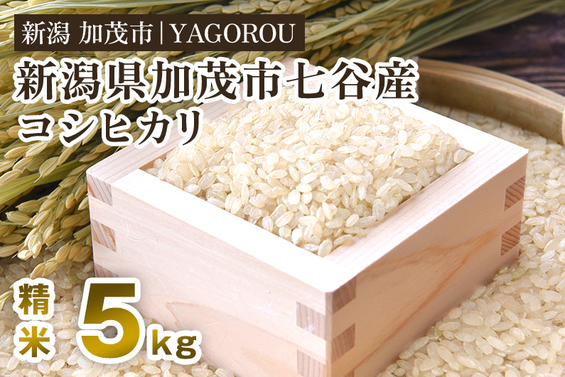 
            【令和7年産新米先行予約】新潟県加茂市 七谷産コシヒカリ 精米5kg 《12月上旬～順次発送》  新潟産コシヒカリ 豊かな山水で育った天水米 加茂市 YAGOROU ヤゴロウ
          