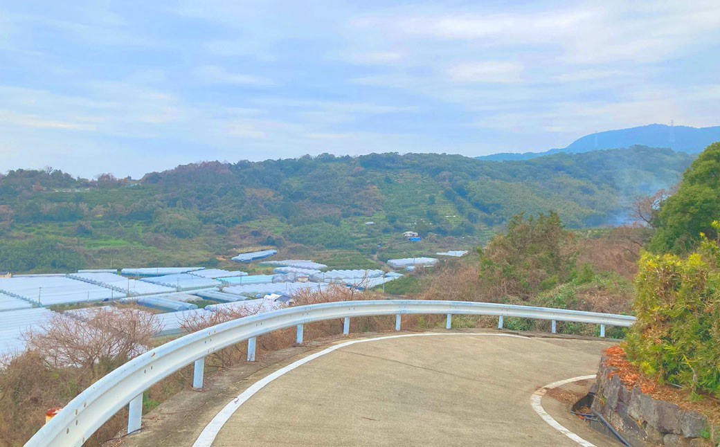 【2026年3月上旬発送開始】熊本県宇城市不知火町海沿いの段々畑で作った「オレンジ（のむちゃん1号） 」約3kg（12-18玉）