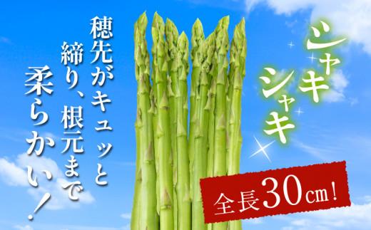 柔らかさ抜群! さぬきのめざめセミロング30cm(Mサイズ) 約1.1kg【2025-3月上旬～2025-3月下旬配送】