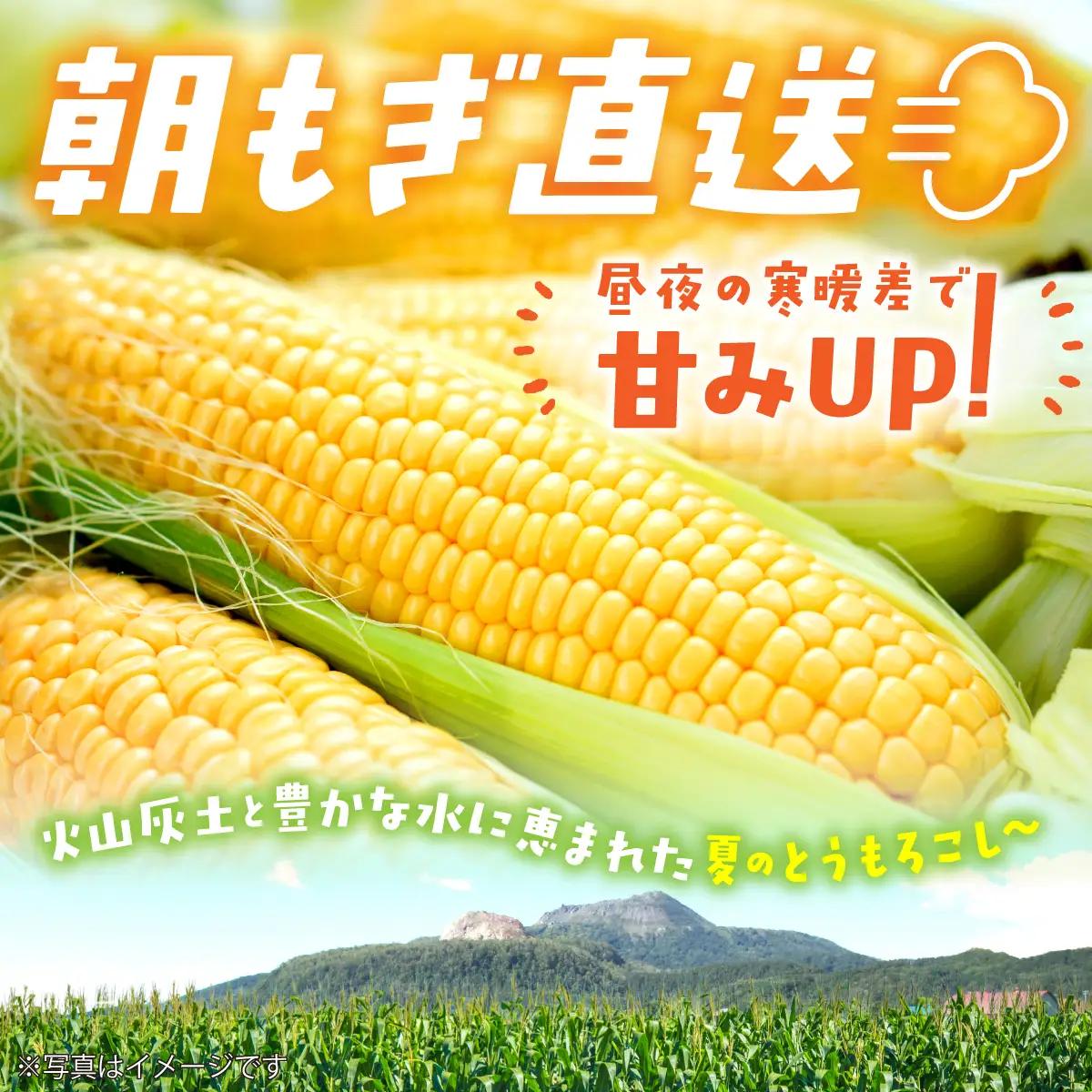 北海道壮瞥町 2回 定期便 8月上旬・8月下旬朝採り！産地直送 北海道壮瞥町産 とうもろこし黄・白 食べ比べ SBTP011