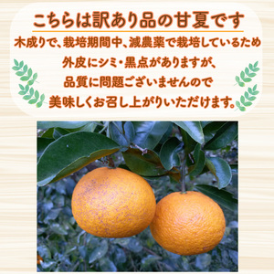 【先行予約】訳あり 甘夏 8kg +傷み補償分1割程度増量 甘夏 青果市場 愛媛県 愛南町