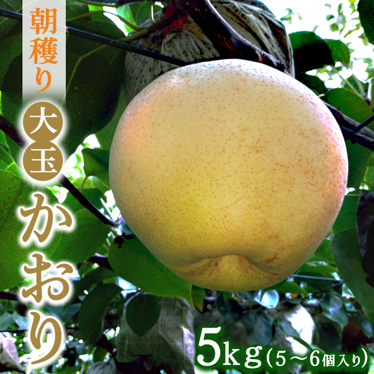 朝穫り 大玉【かおり】5kg 5個～6個入り【9月15日受付終了】 梨 なし フルーツ 果物 数量限定 ※2025年9月下旬～10月上旬頃に順次発送予定 ※離島・沖縄への配送不可