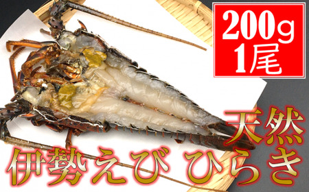 千葉県産　天然伊勢えびひらき　200g以上1尾 mi0022-0022