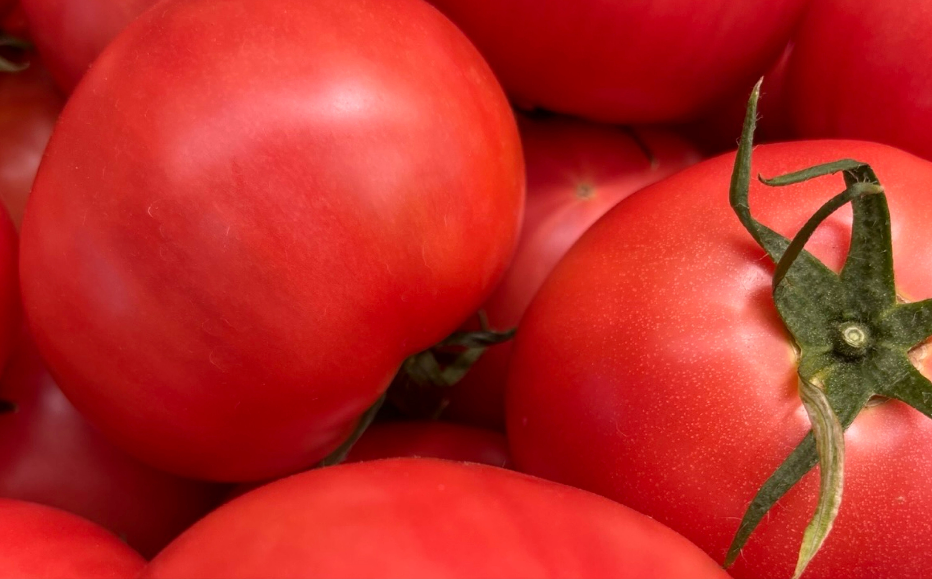 ＜先行予約＞鈴鹿山麓トマト「ハウス桃太郎」、「レッドオーレ」、「カラフルミニ」の3種詰め合わせ（合計4kg）