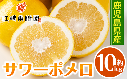 i916 ＜2026年3月上旬～5月下旬の間に発送予定＞サワーポメロ(約10kg) 柑橘 サワーポメロ 鹿児島県 国産 果物 フルーツ みかん 文旦 ボンタン 【江崎果樹園】
