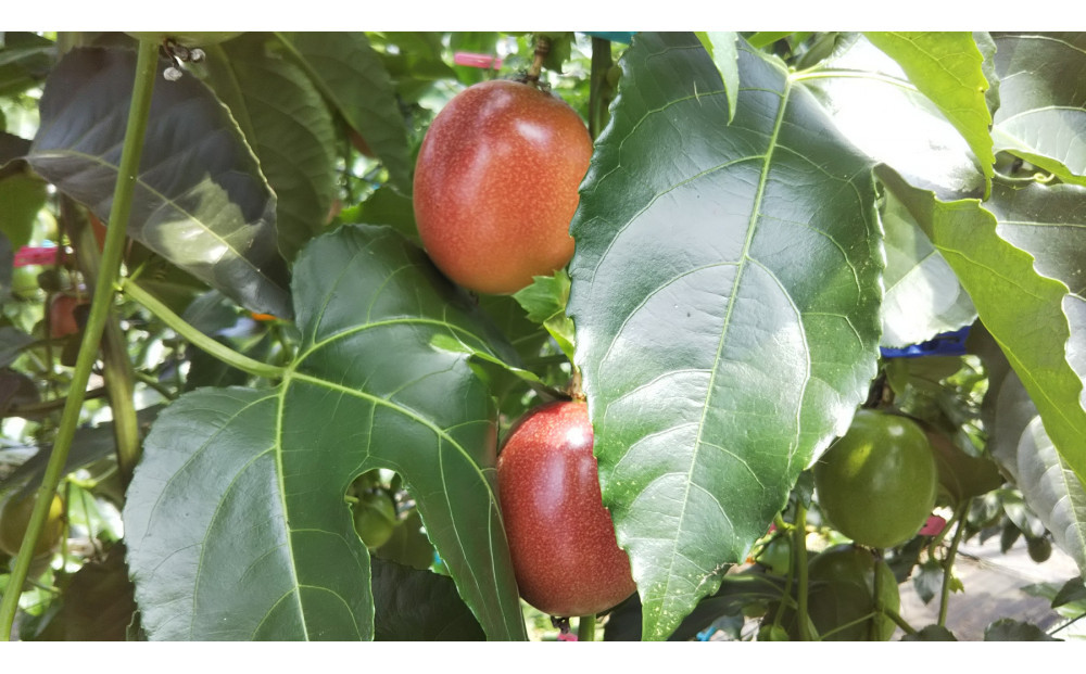 夏採れ!!【数量限定】パッションフルーツ　約１.６kg　Lサイズ　化粧箱