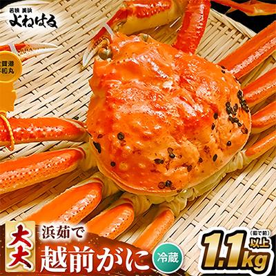 ふるさと納税 美浜町 【2026年1月より順次発送】越前がに　大大サイズ1杯　獲れたて★茹でたてを発送!