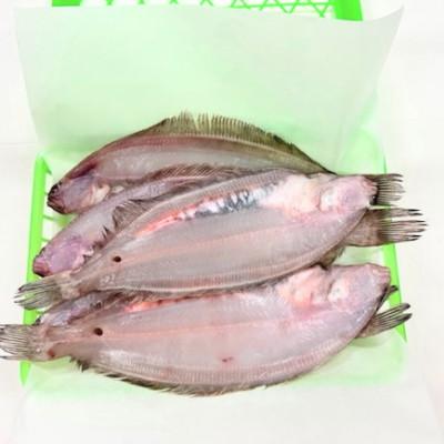 ふるさと納税 小浜市 一夜干し鰈の中では有名なほんのりと甘くて上品な旨味の皇室献上の若狭かれは特に貴重品