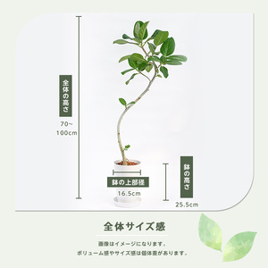 2026年1月中旬～発送【観葉植物】フィッカス・ベンガレンシス(曲がり)70cm～100cm (Green Base/018-2049) 南国鹿児島県で育った 観葉植物！植物 鉢付 インテリア 室内 
