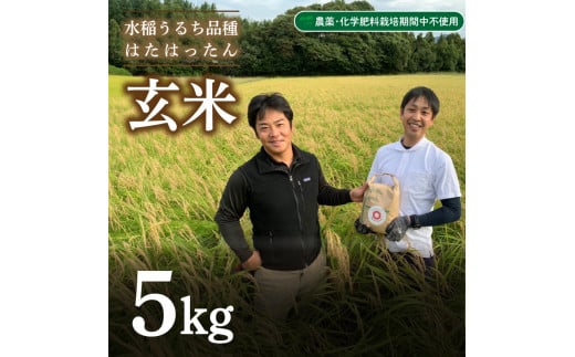 
玄米 5kg 新米 精米可 白米 山口 県産 うるち 有機栽培 栽培期間中 農薬 化学肥料 不使用 はたはったん 下関 秋 季節
