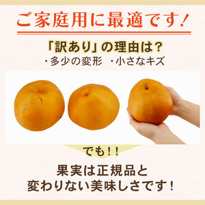 2026年予約 訳あり梨 品種おまかせ梨 約5kg