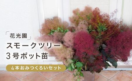 スモークツリー3号ポット苗4本おみつくろいセット |  苗木 ツリー 花木 ABZ0002