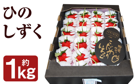 糖蜜使用の｢こだわりいちご｣ ひのしずく 約1kg（24玉もしくは21玉）《30日以内出荷予定(土日祝除く)》 フルーツ 果物 くだもの いちご イチゴ 苺 菊池市産 熊本県産