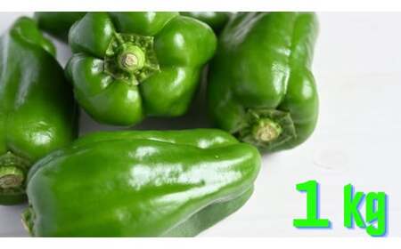 先行予約 農家直送！ ピーマン 1kg 野菜 料理 ピーマン