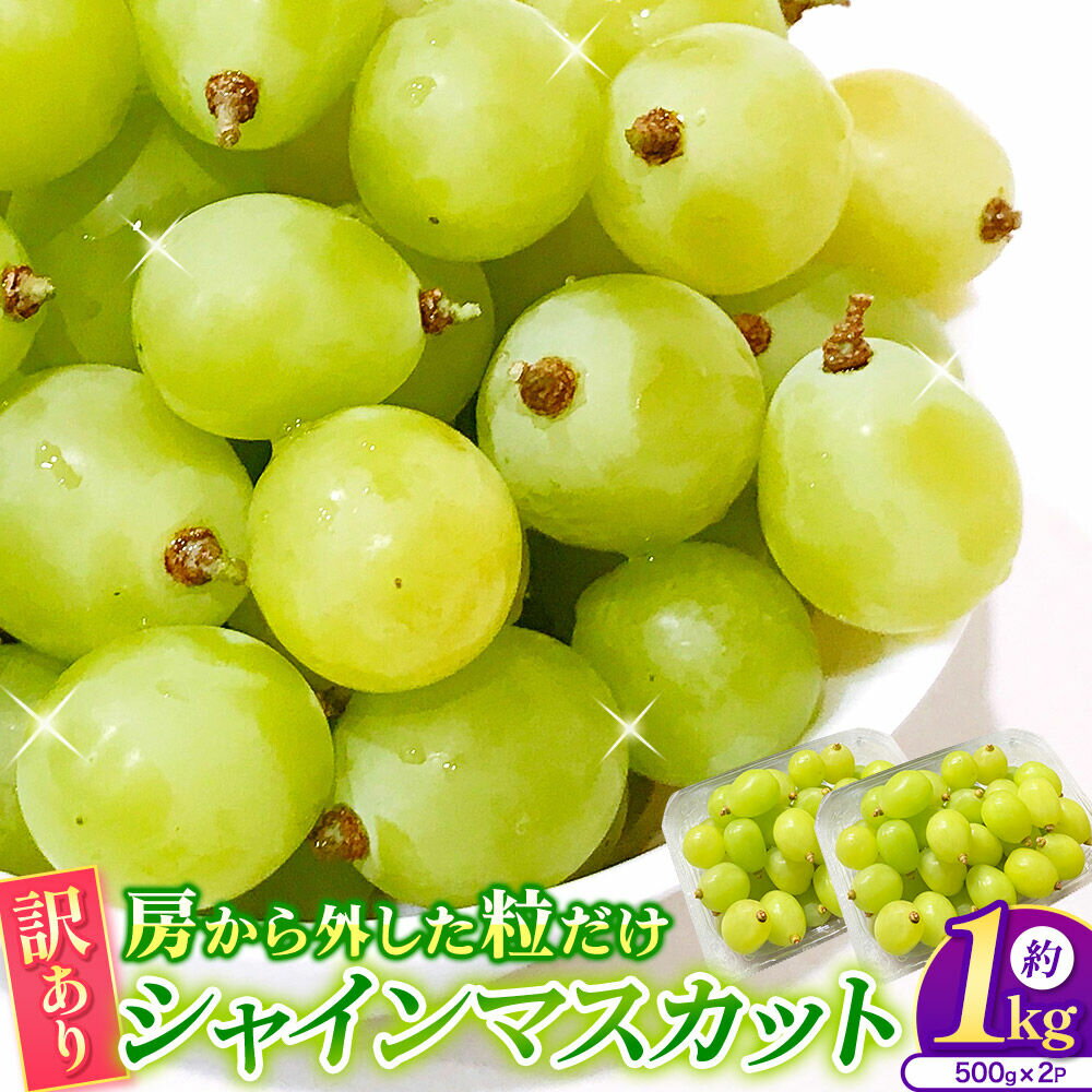 【ふるさと納税】【26年9月〜発送】【訳あり】 房から外した粒だけシャインマスカット1kg（500g×2パック） ぶどう フルーツ 果物 ブドウ 葡萄 グレープ くだもの 産地直送 [おいしい グレープ ぶどう フルーツ 果実 果物 美味 葡萄]